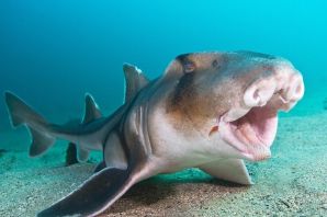 Удивительные рыбы