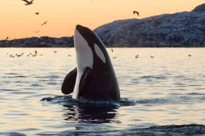 Касатка рыба