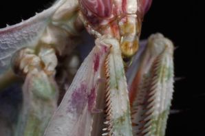 Куколка богомола