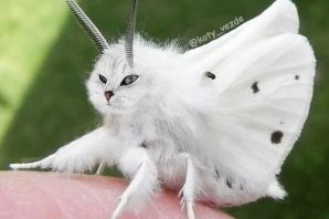 Бабочка моль