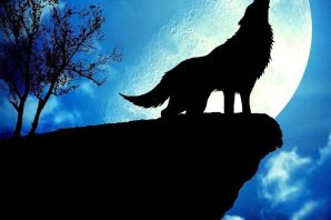 Силуэт волка