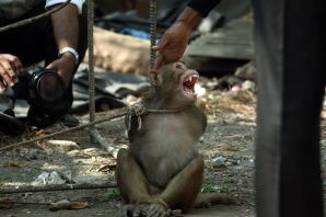 Обезьяна в клетке