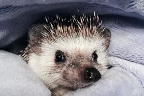 Детеныш ежа