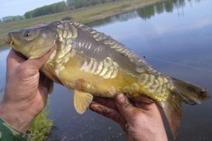 Большой карась