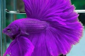 Фиолетовая рыба