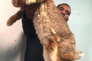 Кролики гиганты