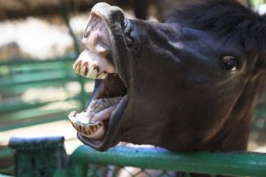 Челюсть лошади