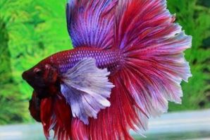 Петушок вуалевый