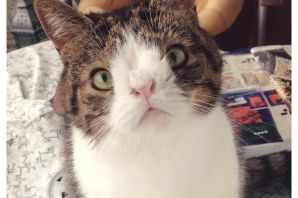 Кошки дауны