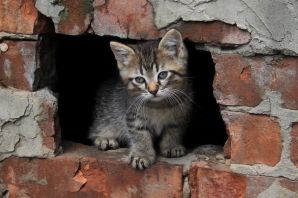 Бездомные коты