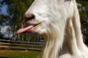 Козел смешной