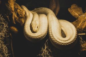 Яичная змея