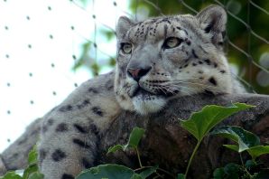 Шанхайский барс