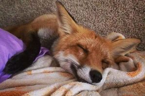 Потрепанная лиса