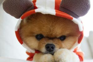 Шпиц беби фейс