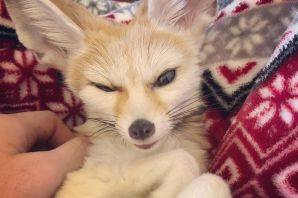 Фенек домашний