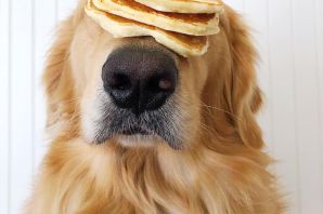 Собака марти