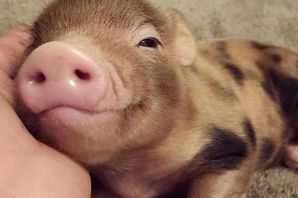 Маленькие поросята