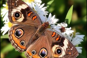 Дневные бабочки