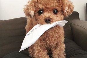 Мальтипу щенок