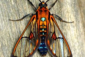 Виды насекомых