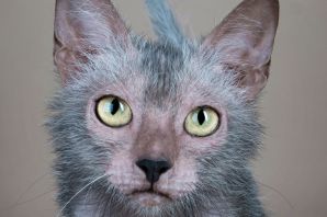 Кошки ликой