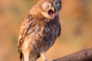 Смешные совы