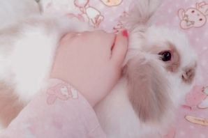 Розовая собака