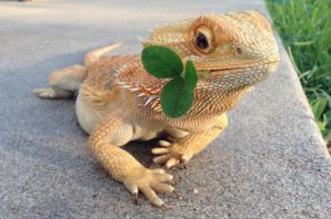 Тегу ящерица