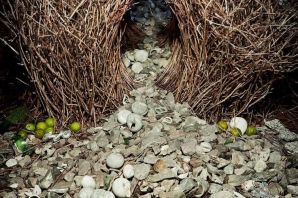 Гнездо сороки