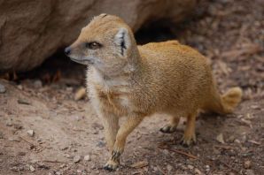 Мангуст домашний