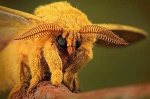 Паук с крыльями