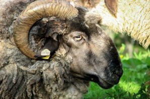 Овен животное