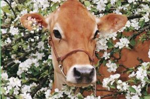 Мини корова