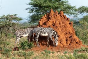 Животные саванны