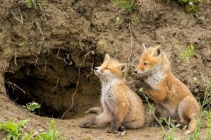 Нора лисы