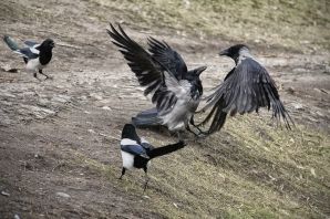 Сорока ворона