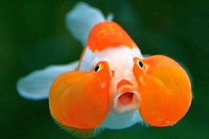 Надутая рыба