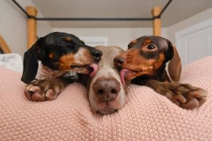 Смешные таксы