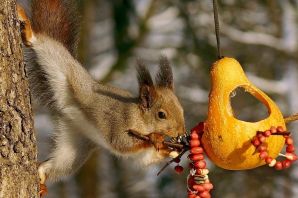 Белка с орехом