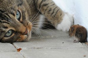 Кот поймал мышь