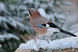 Сойка сибирская