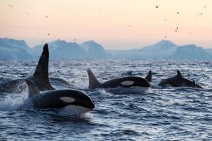 Касатка птица