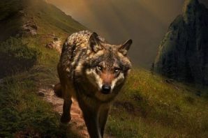 Волк одиночка