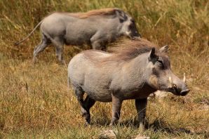 Африканский кабан