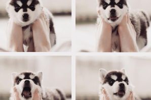 Торфяная собака