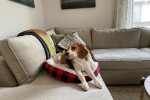 Бигль в квартире