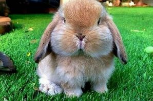 Толстый заяц