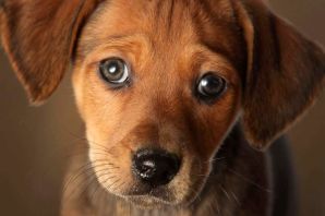 Щенячьи глазки