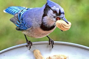 Пичужка птичка